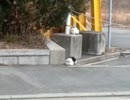 集団のら