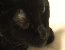 うちのにゃんこ３