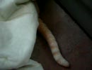 テスト -ねこ- さらなる高画質を目指して