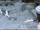 猫スルー