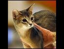 捨て猫を無くそう。