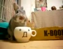 コップで水を飲むうさぎ