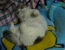 首輪で遊ぶ猫・ころんころんねこ