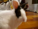 我が家のうさぎさん