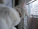 窓の外をガン見する猫