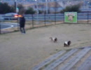淡路SAのドックラン