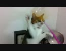 ねこ百裂拳３