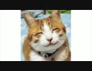 【にゃんだふるでいず】画質修正版