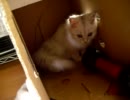 【自己満足】ウチの子猫と段ボール