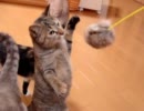 家猫日和　じゃれる３