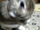 うさぎのお手入れ(´ﾟдﾟ`)(`ﾟ∀ﾟ´) てってってー