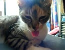 猫が舌を出してたからいじってみた
