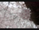 桜 - SEGARE