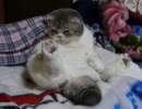 だらしなく座る猫