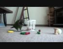 チビのぽいぽい芸