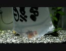 新入りの金魚