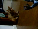 猫とゴジラ。