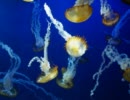 新江ノ島水族館　写真　ロング