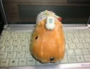 カピバラさんとＧＬＡＹのsatellite of loveを歌ってみた＠ぶちょー