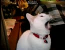 猫　ぬこ　ネコ