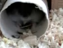 ハムちゃんのひまわり食い(´ﾟдﾟ`)(`ﾟ∀ﾟ´) てってってー