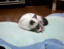 ザキ家の猫（ラグドール）事情その７