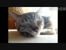 猫の寝顔