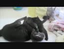 じゃれあう猫たち