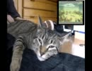 【愛猫「奈津」が挑戦！】ＰＳ2「大神」を膝の上でリアルプレイ