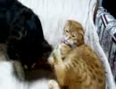 うちの猫の蹴り方が酷い