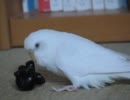 白いインコ　おしゃべりピロちゃん