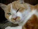 カメラが嫌な猫