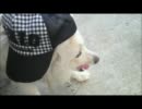 犬動画(シンプル版)