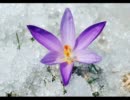 【NNIオリジナル曲】 thawing season 【インスト】