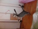 猫の狩猟の練習（３）にゃとりっくすにゃご！