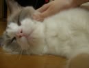 撫でられて恍惚顔になる猫