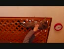 柵からおりれにゃい・・