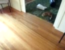 猫でボーリング