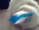 袋+猫