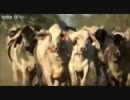 ヘリコプターで牛追いカウボーイ