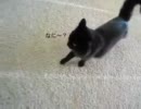 しゃべるぬこ　しおちゃんのおかえり