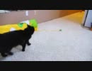 しゃべるぬこ　しおちゃんの　ほんわかん