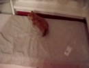 鏡の中の自分と格闘するこぬこ