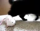 しゃべぬこしおちゃん　釣り不発