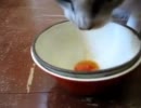 トマトうまうま　（トマトを美味しそうに食べるぬこ）