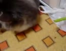 セロリうまうま(ΦwΦ)ﾉ　（セロリを嬉しそうに食べるぬこ）
