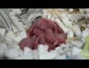 ハムスターの赤ちゃん成長記録【1日目】