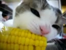 モロコシうまうま(ΦwΦ)ﾉ　（トウモロコシを美味しそうに食べるぬこ）