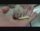 ハムスターの赤ちゃんが手のひらの上でキャベツを食べる【13日目】