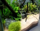 コリドラスハステータスを撮ってみた